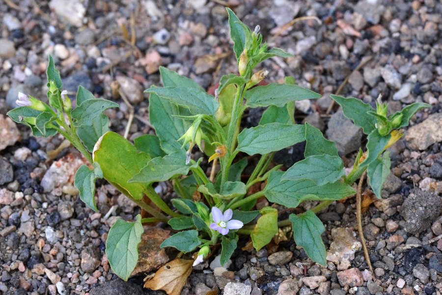 Convolvulus siculus / Vilucchio siciliano
